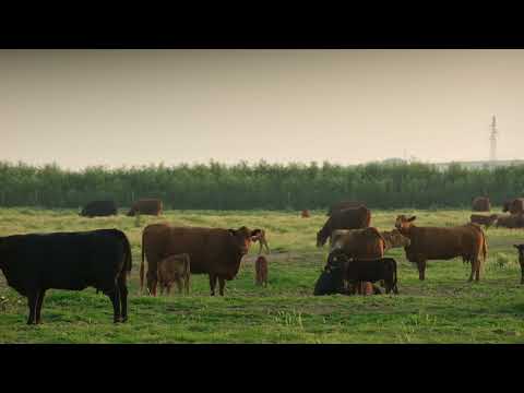 Domaće iz prve ruke – meso