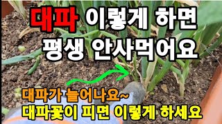 대파 꽃이피면 반드시 할일 이렇게 관리하면 평생 안사먹어도 됩니다! #대파재배 #대파키우기 #대파꽃피면할일 …