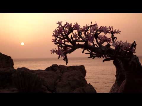 Unknown Land - Manuel de Coco | Official Trailer 1 HD |