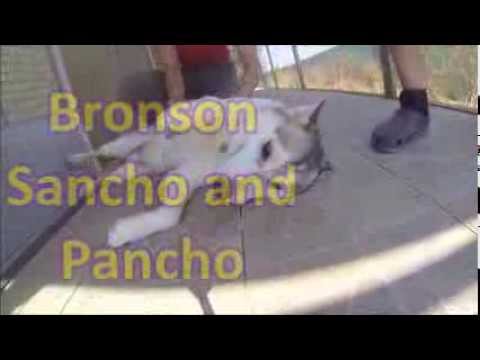 Bronson ,Sancho and Pancho