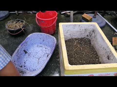 cách ủ phân gà nhanh hoai mục.