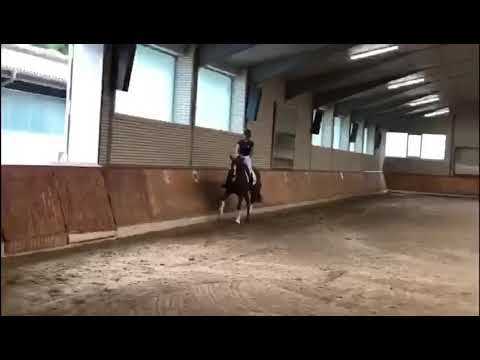 „Sunseeker“ - 3 j. H v. Scuderia x De Niro