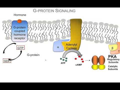 ホルモンはどのようにGタンパク質シグナル伝達経路を使用しています。基本のビデオレビュー。 (How Hormones Use G-protein Signaling Pathways: A Video Review of the Basics.)