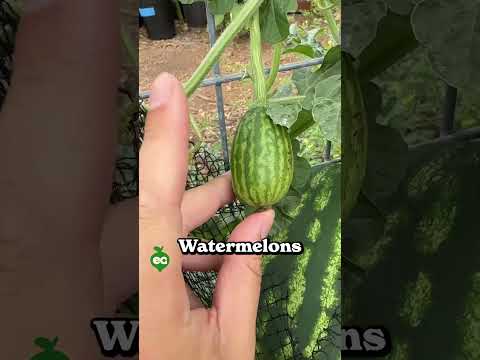 This is The best Way To Grow Big Watermelon 🍉 @epic gardening #short #watermelon #homegardening