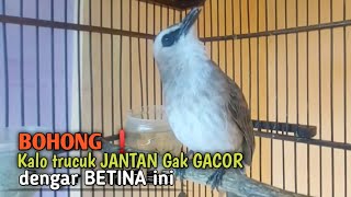 Download lagu Trucuk BETINA MEMANGGIL JANTAN Suara Paling Dicari untuk pancingan trucukan gacor yang SUSAH ROPEL mp3 Download lagu Trucuk BETINA MEMANGGIL JANTAN Suara Paling Dicari untuk pancingan trucukan gacor yang SUSAH ROPEL mp3