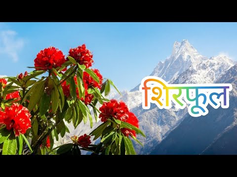 Sirful | sagar Hamal || rojan pariyar || performance in voice of nepal
