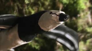 Shpongle - Botanical Dimensions