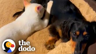 Dachshund Nurses Rescue Kitten To Health | The Dodo Odd Couples by The Dodo