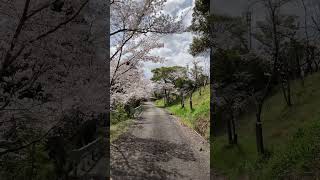 お花見日和🌸 #shorts  #自然 #nature #spring #アウトドア