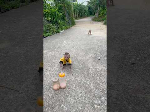 Two baby monkeys ran to get a bottle of milk to drink, so cute!
