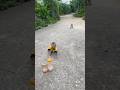 Two baby monkeys ran to get a bottle of milk to drink, so cute!