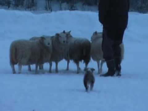 Olivia träffar fåren för första gången, 9 veckor