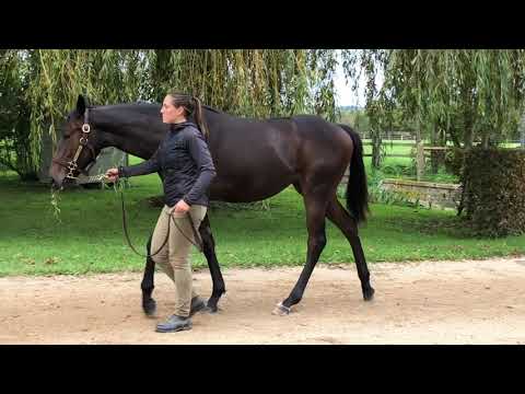 2020 October Yearling Sale - Lot 38 f. WOOTTON BASSETT x CUBISTE