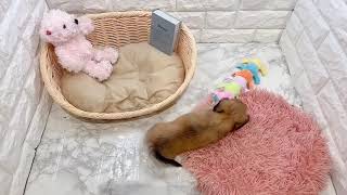 ハーフ犬の動画01