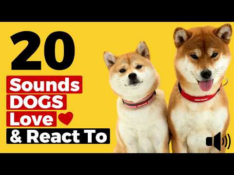 20 Sounds Dogs Love &amp; React To - Dog Sounds That Get Reactions