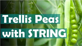 How to trellis peas with string