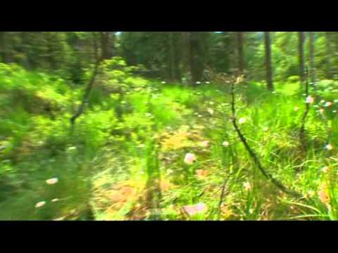 download lagu mp3 mp4 The Sound Of Insects Of A Mummy, download lagu The Sound Of Insects Of A Mummy gratis, unduh video klip The Sound Of Insects Of A Mummy