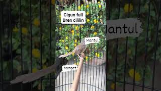 Download lagu CIGUN BREN CILILIN#cigun #cigunngacor #ciblek #ciblekgunung #ciblekmaniaindonesia #ciblekbrenpanjang mp3 Download lagu CIGUN BREN CILILIN#cigun #cigunngacor #ciblek #ciblekgunung #ciblekmaniaindonesia #ciblekbrenpanjang mp3