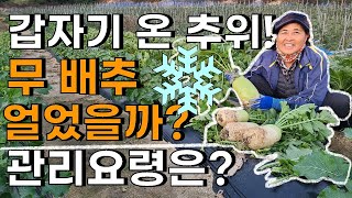 영하의 추위, 사과, 무 배추는 괜찮을까? 주의사항! 관리요령은? - radish Cabbage farmin…