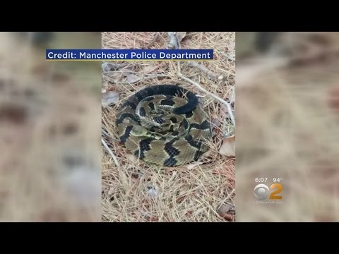 image-Where are rattlesnakes in NJ?