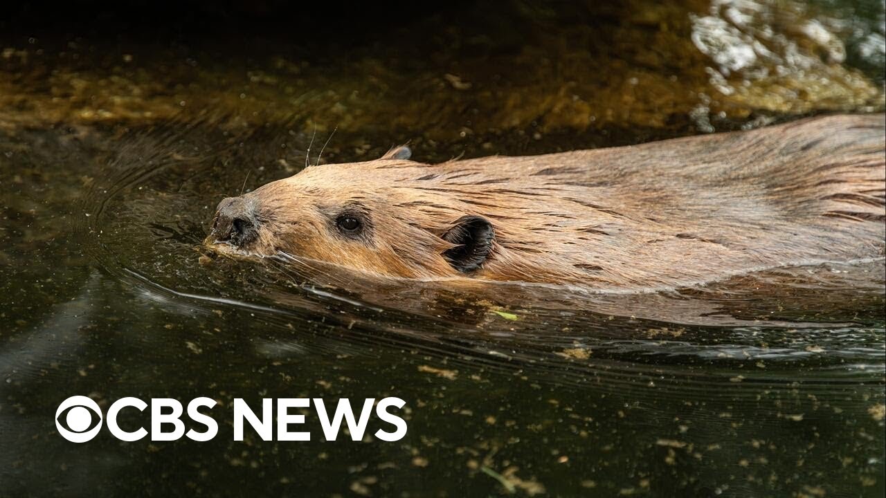 Reintroducing beavers in certain habitats could improve ecosystems and water quality, study finds