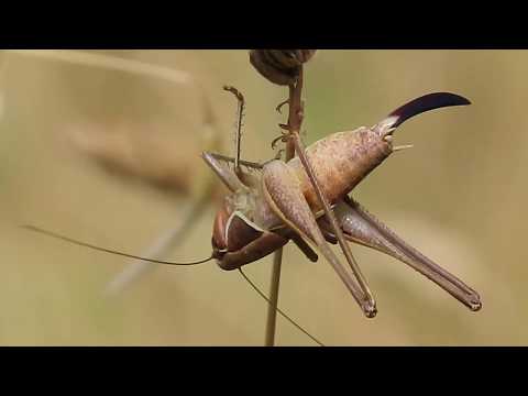 Skakavac , Sepiana sepium , Sepia Bushcricket -- Croatia