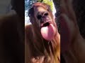 POV WHAT IS YOUR SCENARIO Funny Goat Videos 2022 Hahaha Shorts