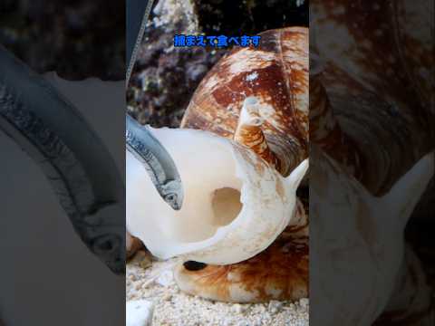 A highly popular, yet extremely dangerous, poisonous creature! Interesting facts about the Ambon ...
