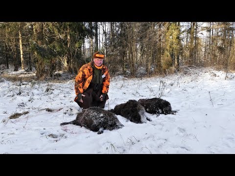 Schnelle Sauen im Schnee - Drückjagd in Masuren Teil 2