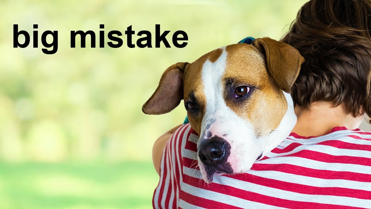 Human Habits Dogs Hate