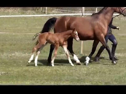 Hengstfohlen v. Cascadello I x Lordanos