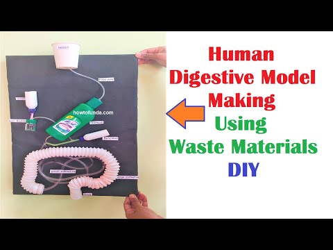 human digestive system working model 3d science project for science exhibition diy howtofunda