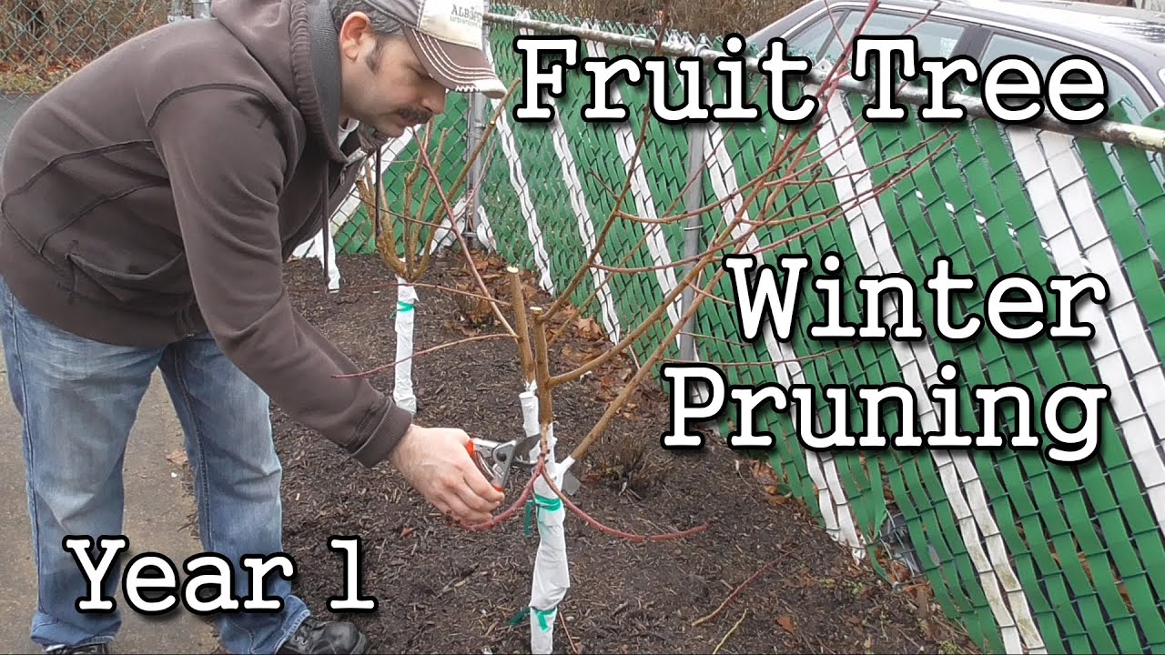 Fruit Tree Winter Pruning Year 1 (Backyard Orchard Style) - YouTube