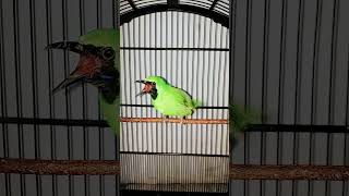 Download lagu cucak ijo ngamuk cari lawan mp3