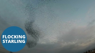 More than 10,000 murmurating starlings filling the sky