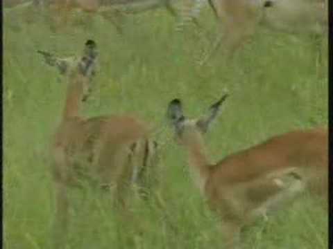 Impala Breeding Herd