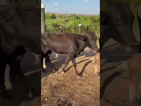 ➡️ *PROMOÇÃO 80 Bezerros: 1.150 reais cada em Pombal/ Paraíba. Whatsapp 84 99810 2784.* #gado