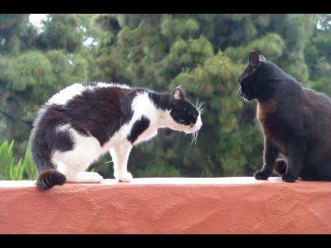 KATZENZUSAMMENFÜHRUNG: wichtig ist GEDULD