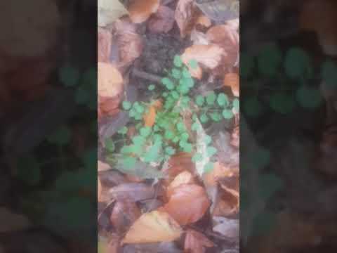 La cardamine hérissé