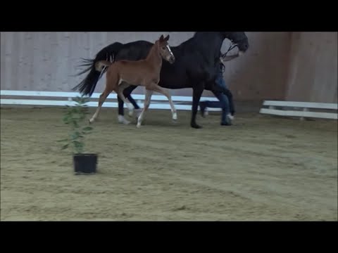 Valdiviani x Fürst-Wilhelm geb. 15.5.2022 Video v. 16.06.2022 stöcker-verkaufspferde.de