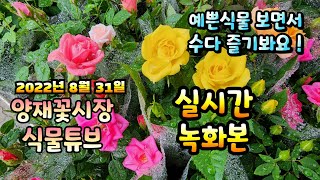 2022년 8월 31일 수요일   예쁜식물들 보면서 수다즐겨봐요   #양재꽃시장 #식물튜브
