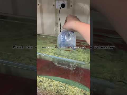 How to Acclimate your fish correctly #freshwatertank #fish #aquarium #careguide #goldfish #new