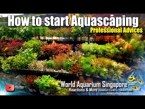 Green Chapter - How to start Aquascaping - How to start a Planted Aquarium Tank