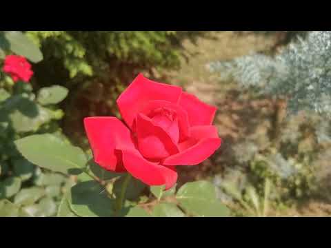 trandafir rosu