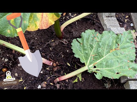 Rhubarb planting tip: When should you transplant, plant, or divide?