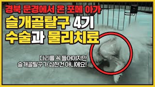 경북 문경에서 슬개골탈구4기 수술을 받으러온 우리 포메라니안강아지!