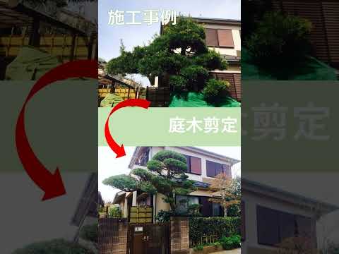 santolina-chamaecyparissus-petit-cyprès-plante-propriétés-anti-mites