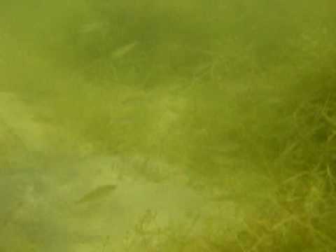 15 sek., Baggersee Bereich Coesfeld,Nordrhein-Westfalen,Deutschland