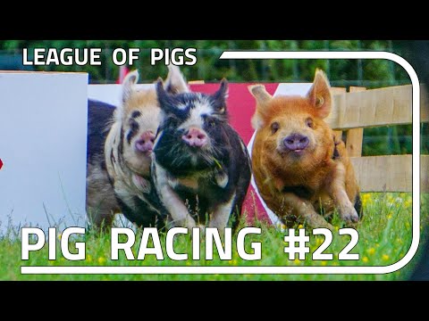 League of Pigs - Season 6 - Round 2!