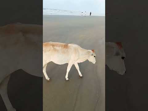 cow on beautiful beach|Al Munir 786| cows| goru #anime #music